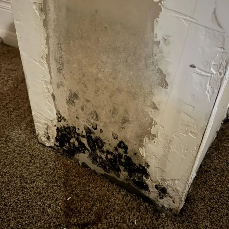 Professional Mold Removal in Vinita, OK